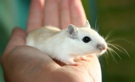 Ученые сделали неутешительный для грызунов вывод: мыши могут ощущать чужое похмелье и «ломку» в связи с отсутствием наркотиков, словно свою боль