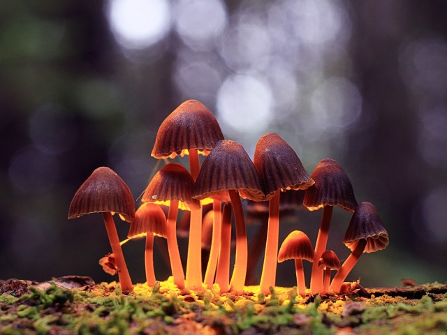 Псилоцибиновые (галлюциногенные) грибы – их виды, воздействие и последствия